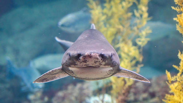 Shark attacks woman walking in knee-deep water after midnight in New Zealand