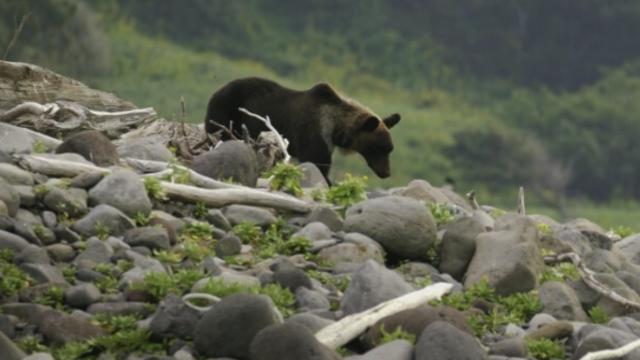 Japan sees record number of bear attacks as ranges increase