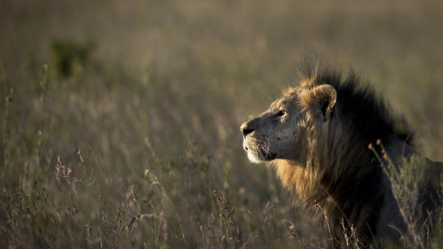 Police in Kenya follow lion footprints from abandoned motorcycle, find dead man