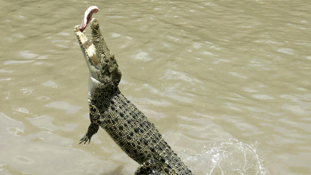 Crocodile launches itself onto Australian fisherman's boat with "jaws wide open"