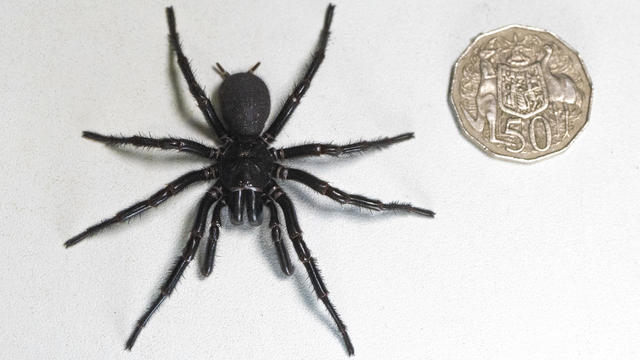 Gigantic spider found in Australia, dubbed "Hercules," is a record-setter