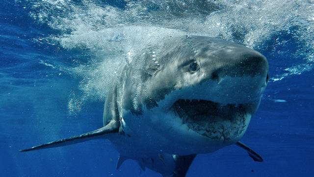 Young man killed by shark while diving for scallops off Pacific coast of Mexico