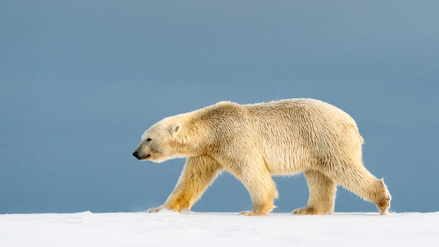 The bird flu has killed a polar bear for the first time ever – and experts say it likely won't be the last