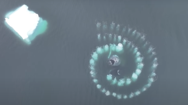 Watch these humpback whales create a stunning Fibonacci spiral to capture prey