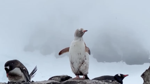 A rare white penguin has been discovered in Antarctica among one of the world's largest penguin species