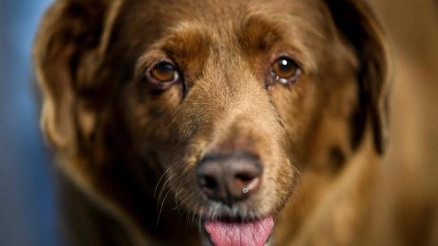 World's oldest dog? Guinness World Records suspends Bobi the dog's title amid doubts about his age