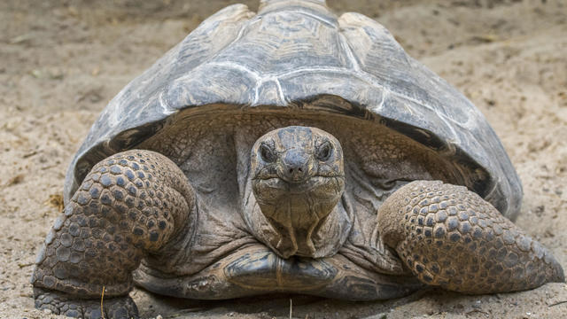 7 giant tortoises found dead in U.K. forest, sparking police appeal for info to solve the mystery