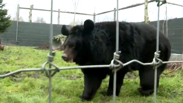 Bear rescued from bombed-out Ukrainian zoo gets new home in Scotland