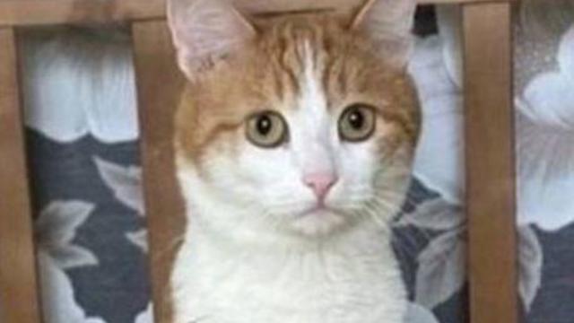 Pet cat found dead in the snow with bite marks after being thrown off train by conductor, sparking outrage