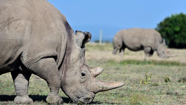 World's first rhino IVF pregnancy could save species that has only 2 living animals remaining