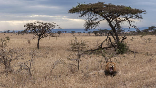 Lions are being forced to change the way they hunt. It's all because of a tiny invasive ant, scientists say.