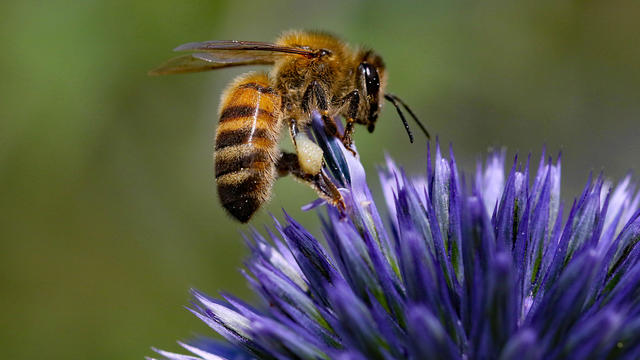 "Bee bus stops" are coming to an English town to help save pollinators and fight climate change impacts