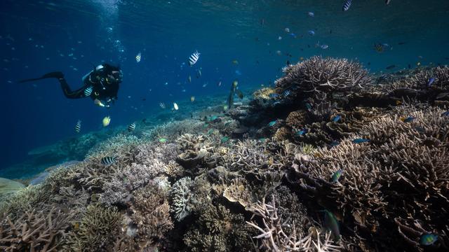 Last year's marine heat waves were unprecedented, forcing researchers to make 3 new coral reef bleaching alert levels