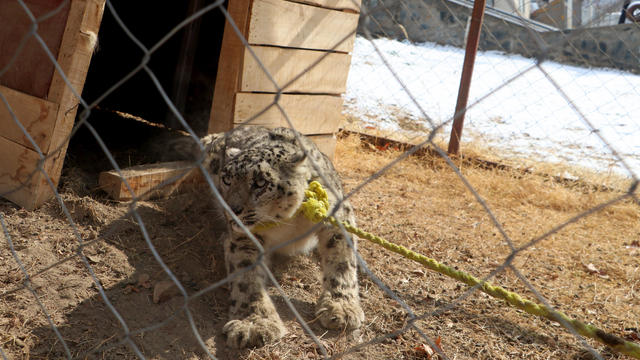 Rare snow leopard captured after killing dozens of animals in Afghanistan