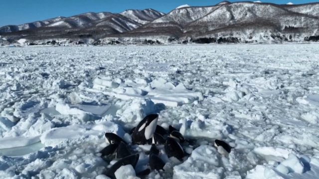 Pod of orcas seen trapped by thick sea ice off northern Japan believed to be free