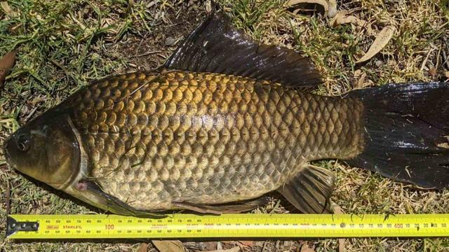 Goldfish believed to be world's longest caught in Australia: "He was a monster"