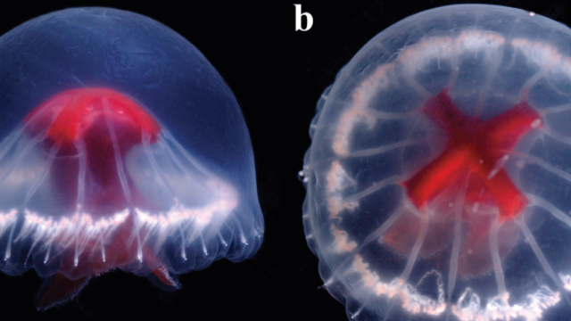 Jellyfish with bright red cross found in remote deep-sea volcanic structure