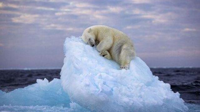 Sleepy polar bear that dug out a bed in sea ice to nap wins prestigious wildlife photography award