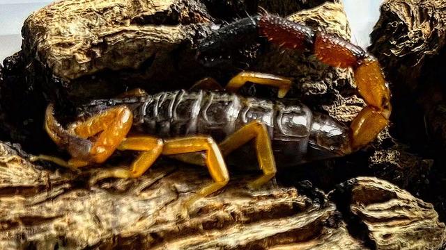 Stowaway scorpion makes its way from Kenya to Ireland in woman's bag