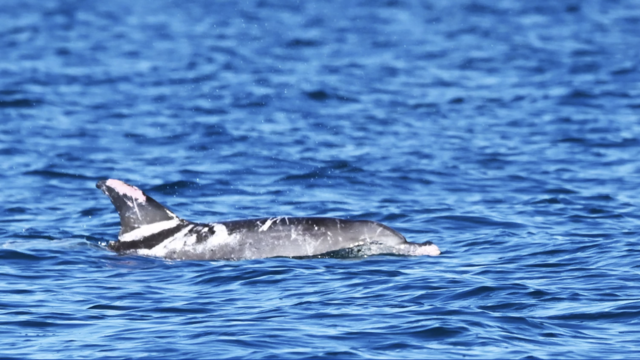 Meet Speckles, one of the world's only known dolphins with "extremely rare" skin patches