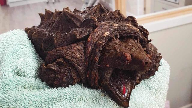 A "dinosaur-like" snapping turtle named Fluffy found in U.K. thousands of miles from native U.S. home