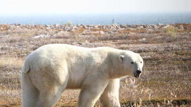 Polar bears stuck on land longer as ice melts, face greater risk of starvation, researchers say