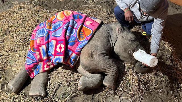 Rescuers work to get a baby elephant back on her feet after a train collision that killed her mother