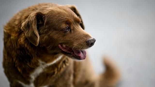 Bobi loses title of world's oldest dog ever, after Guinness investigation