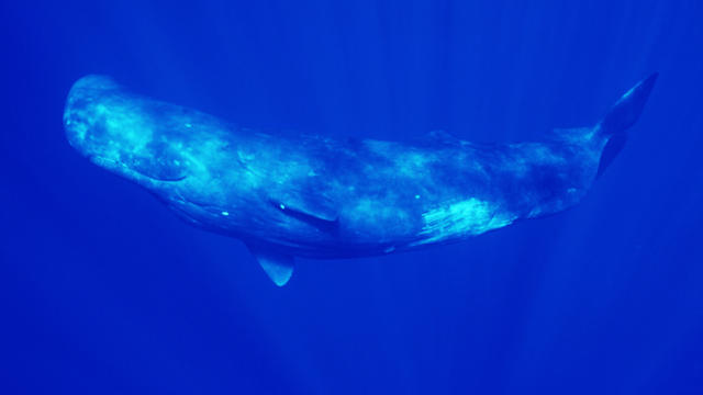 Sperm whale's slow death trapped in maze-like Japanese bay raises alarm over impact of global warming