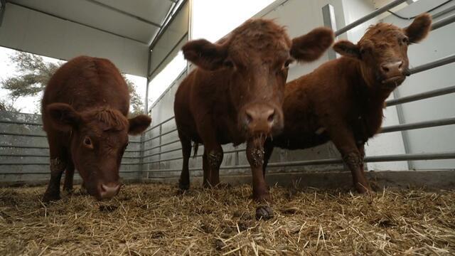 What these red cows from Texas have to do with war and peace in the Middle East