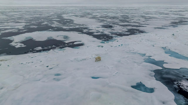 Could the Arctic be ice-free within a decade? What the latest science says