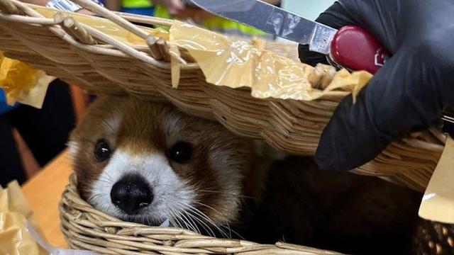 Endangered red panda among 87 live animals seized from smugglers at Thailand airport