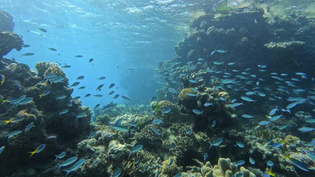 Great Barrier Reef undergoing mass coral bleaching event for 5th time in nearly a decade