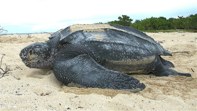 8 children, 1 adult die after eating sea turtle meat in Zanzibar, officials say