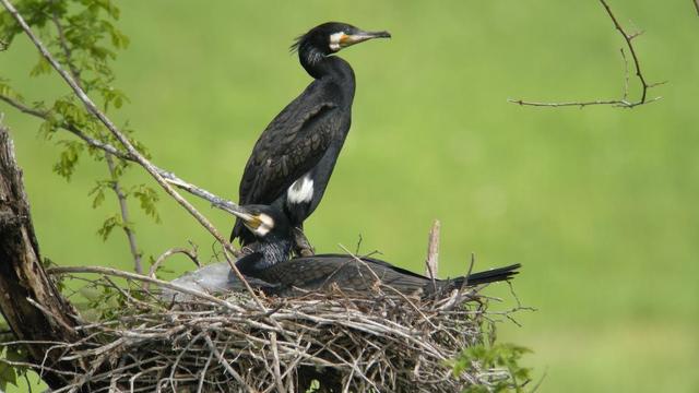 Some big seabirds have eaten and pooped their way onto a Japanese holy island's most-wanted list