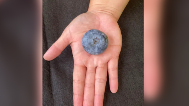 See the heaviest blueberry ever recorded. It's nearly 70 times larger than average.