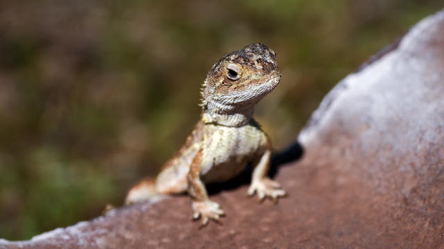 In 2019, there were hundreds of endangered earless dragons in Australia. This year, scientists counted just 11.