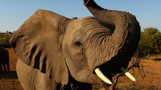 Botswana threatens to send 20,000 elephants to "roam free" in Germany in public dispute over trophy hunting