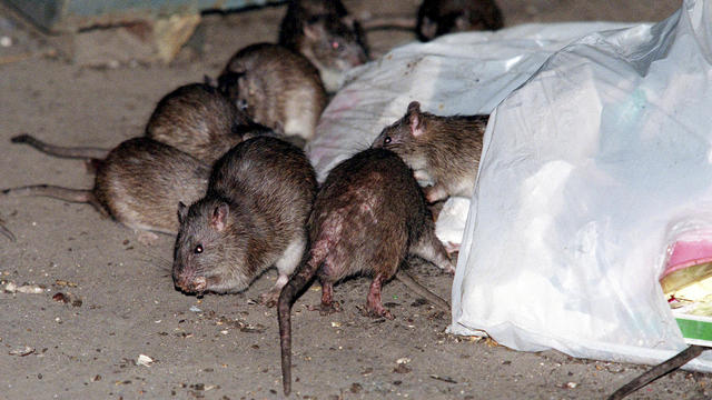 Brown rats used shipping "superhighways" to conquer North American cities, study says