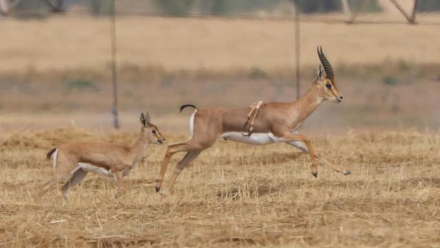 Rare six-legged gazelle spotted in Israel