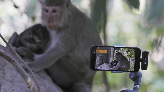 Cambodia grapples with rise of YouTubers abusing monkeys for clicks at Cambodia's Angkor world heritage site