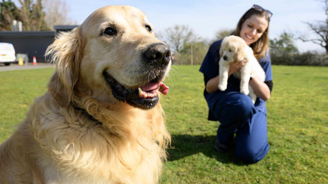 Guide dog nicknamed Dogfather retires after fathering over 300 puppies