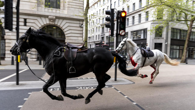 Horses break loose in central London, near Buckingham Palace, injuring several people