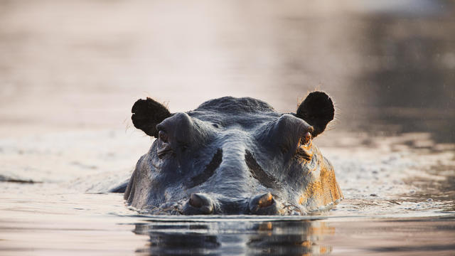 After 7 years, Japan zoo discovers their male resident hippo is actually a female