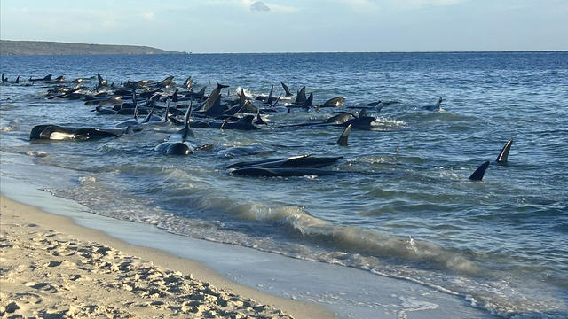 29 beached pilot whales dead after mass stranding on Australian coast; more than 100 rescued