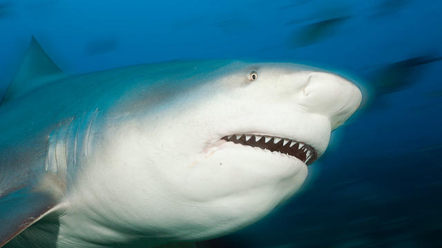 Shark attacks and seriously injures British tourist in the Caribbean as friends "fight off" the predator