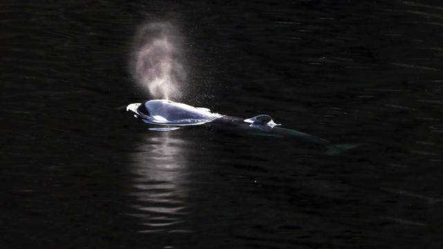 Trapped baby orca nicknamed "Brave Little Hunter" dodges rescue attempts, swims to freedom on her own in Canada