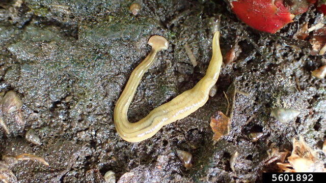 Hammerhead flatworm spotted in Ontario after giant toxic worm invades Quebec, U.S. states