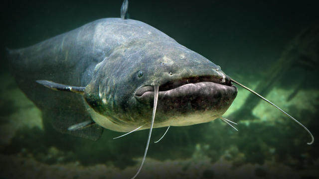 "Monster" catfish named Scar reeled in by amateur fisherman may break a U.K. record