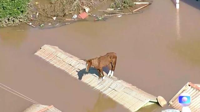 Caramelo the horse rescued from a rooftop amid Brazil floods in a boost for a beleaguered nation